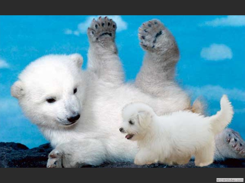 lavaina-polar-bear