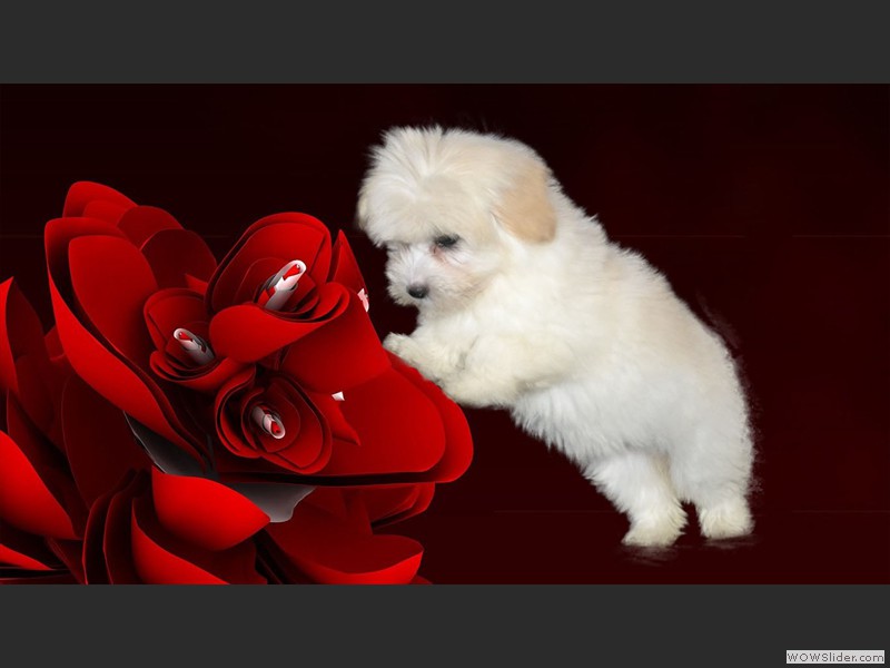 Red flower puppy